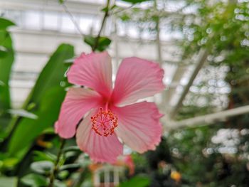 Close-up of pink hibiscus flower