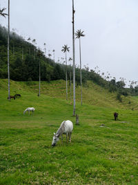 Horses grazing among the wax palm trees in cocora valley - salento, colombia