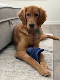 Portrait of dog sitting on floor at home