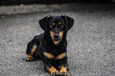 Portrait of black dog sitting outdoors
