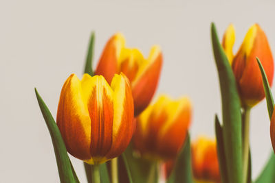 Close-up of orange tulips against white background
