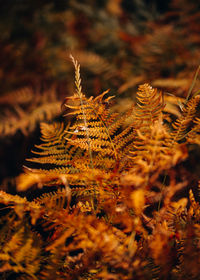 Close-up of plants on land