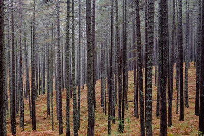 Pine trees in forest