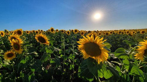 Sunflowers growing on field against bright sun