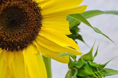 Close-up of sunflower