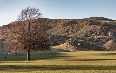 Scenic view of field against clear sky