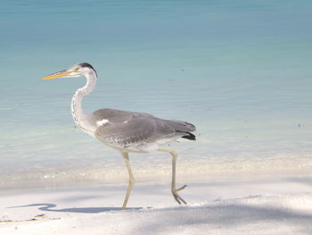 Side view of seagull on beach