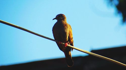 Bird perching on tree