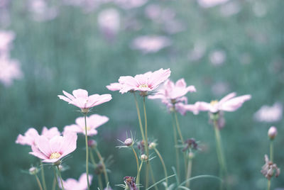 Close-up of pink flowering plant