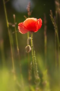 Close-up of red poppy flower