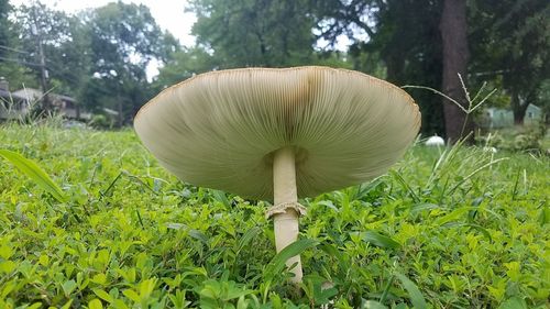 Close-up of mushroom growing on field