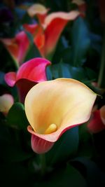 Close-up of yellow flower blooming outdoors