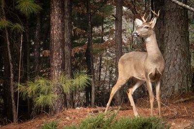 Young buck deer in pine forest