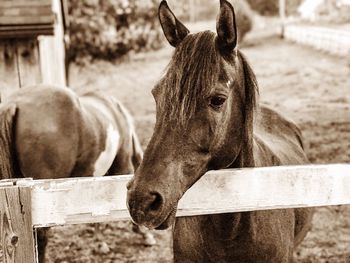 Close-up of horse standing outdoors