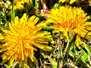 Close-up of yellow flowers