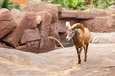 Sheep standing on rock