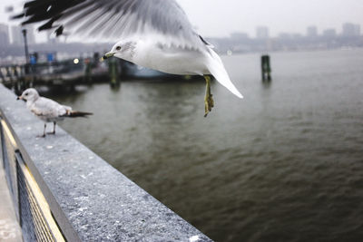 Birds in sea