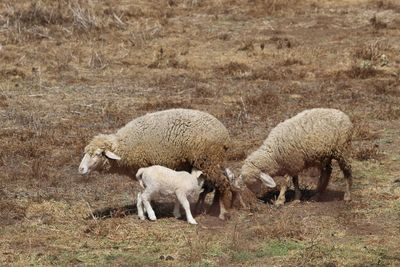 Sheep grazing in a field