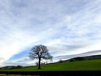 Bare tree on field against sky