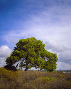 Tree on field against sky