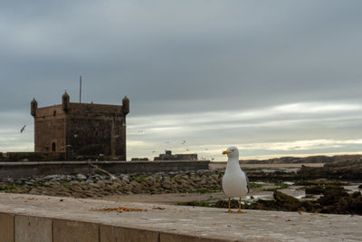 Seagull perching on a building