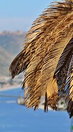Yellowed palm leaves in the sunlight, in the background a blurred view of the sea, bay,