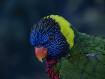 Close-up of a colorful lorikeet bird