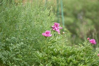 Close-up of pink flowering plants