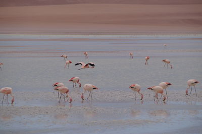 Flamingos, red lagoon bolivia