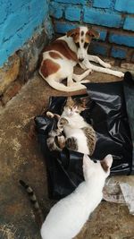 High angle view of cats sitting on wall