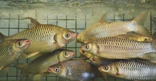 Close-up of fish in tank