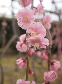 Close-up of pink cherry blossom