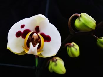 Close-up of white rose against black background