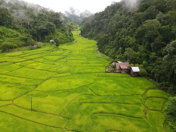 Scenic view of agricultural field