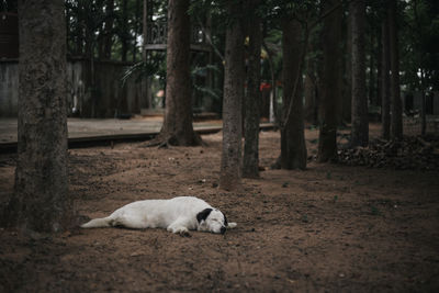 View of a dog relaxing on tree trunk in forest