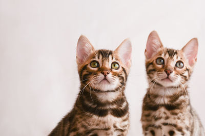 Portrait of cats against white background
