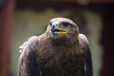 Close-up of eagle against blurred background