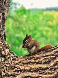 Close-up of squirrel on tree trunk