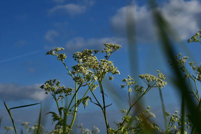 Close-up of flower tree against sky