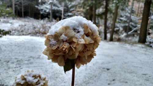 Close-up of snow covered tree