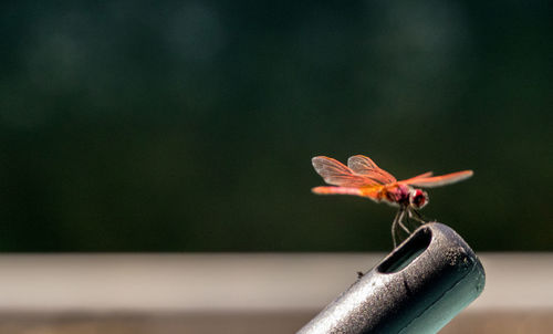 Close-up of butterfly