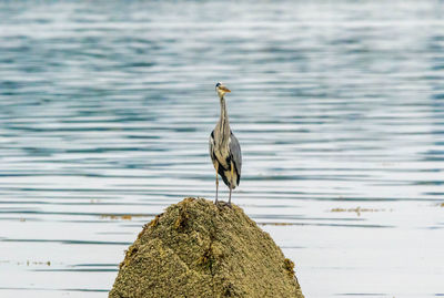 View of bird perching on rock