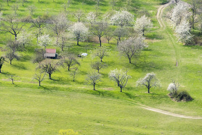 Scenic view of trees on field