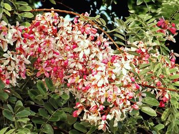 Low angle view of pink flowers blooming on tree