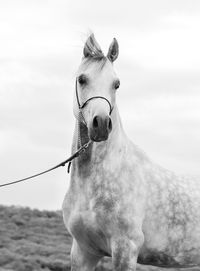 Horse on landscape against sky