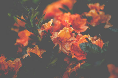 Close-up of orange flower against blurred background