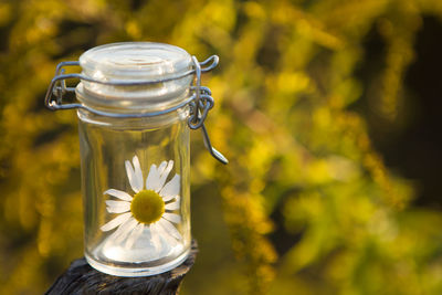 Close-up of white flower in jar