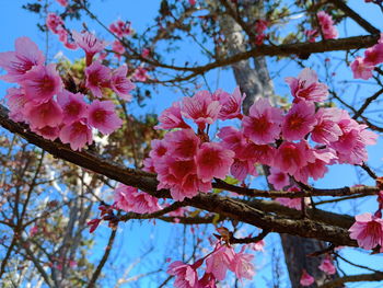 Low angle view of pink cherry blossoms in spring