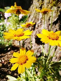 Close-up of yellow flowers blooming outdoors