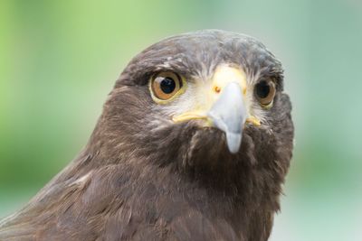 Close-up of a bird looking away